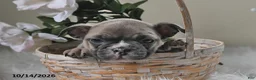Frenchton dogs for sale: Barney - Ad 2