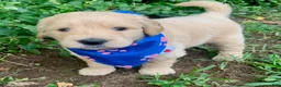 Goldendoodle dogs for sale: Carter - Ad 1