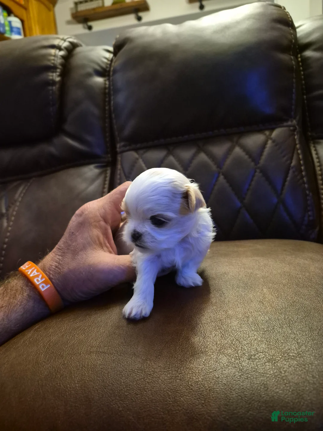 Shih Tzu dogs for sale:  3 - Ad 2