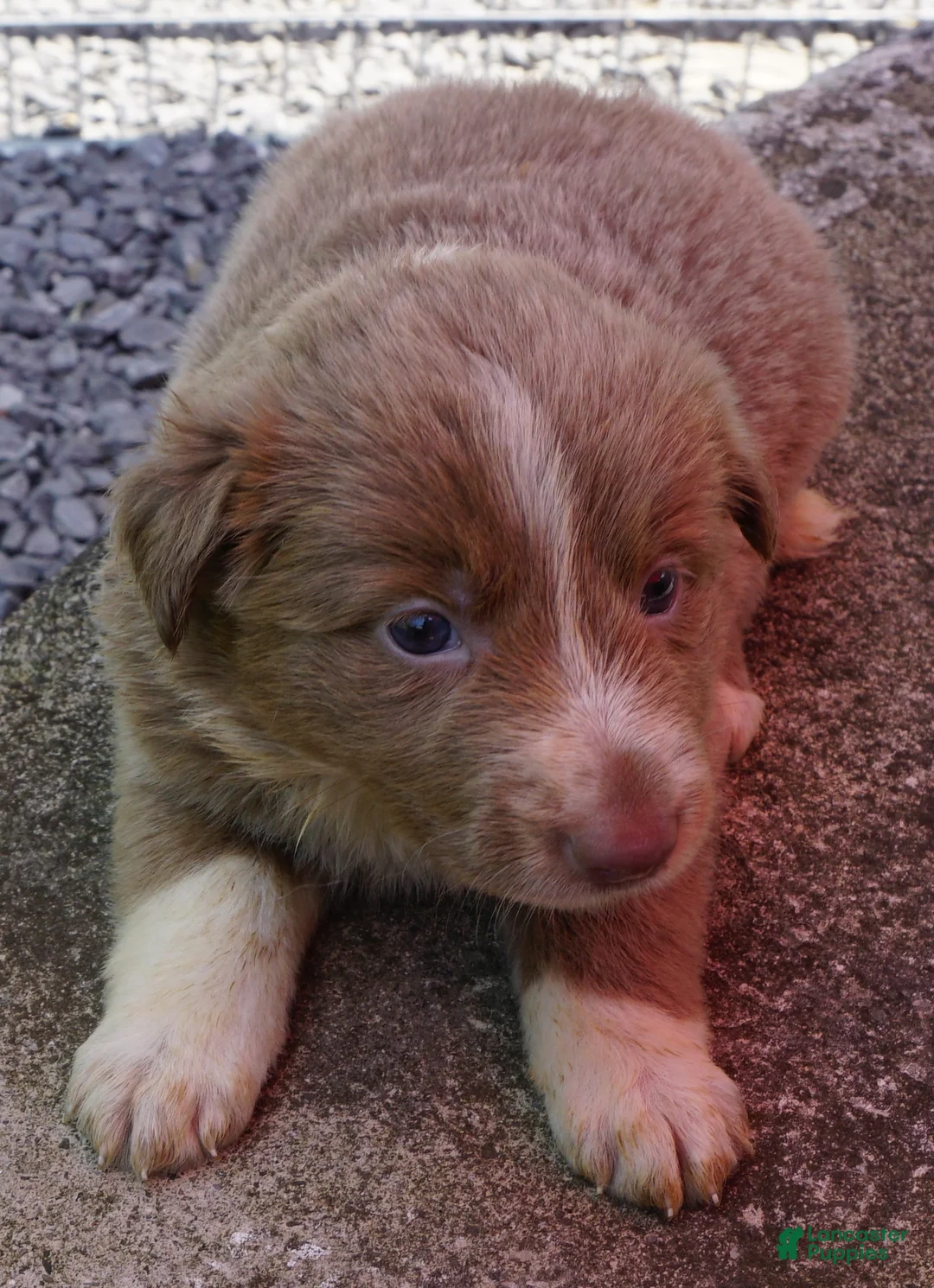 Border Collie dogs for sale: Cherie - Ad 1