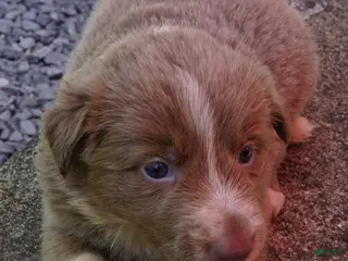 Border Collie dogs Cherie - Ad 26