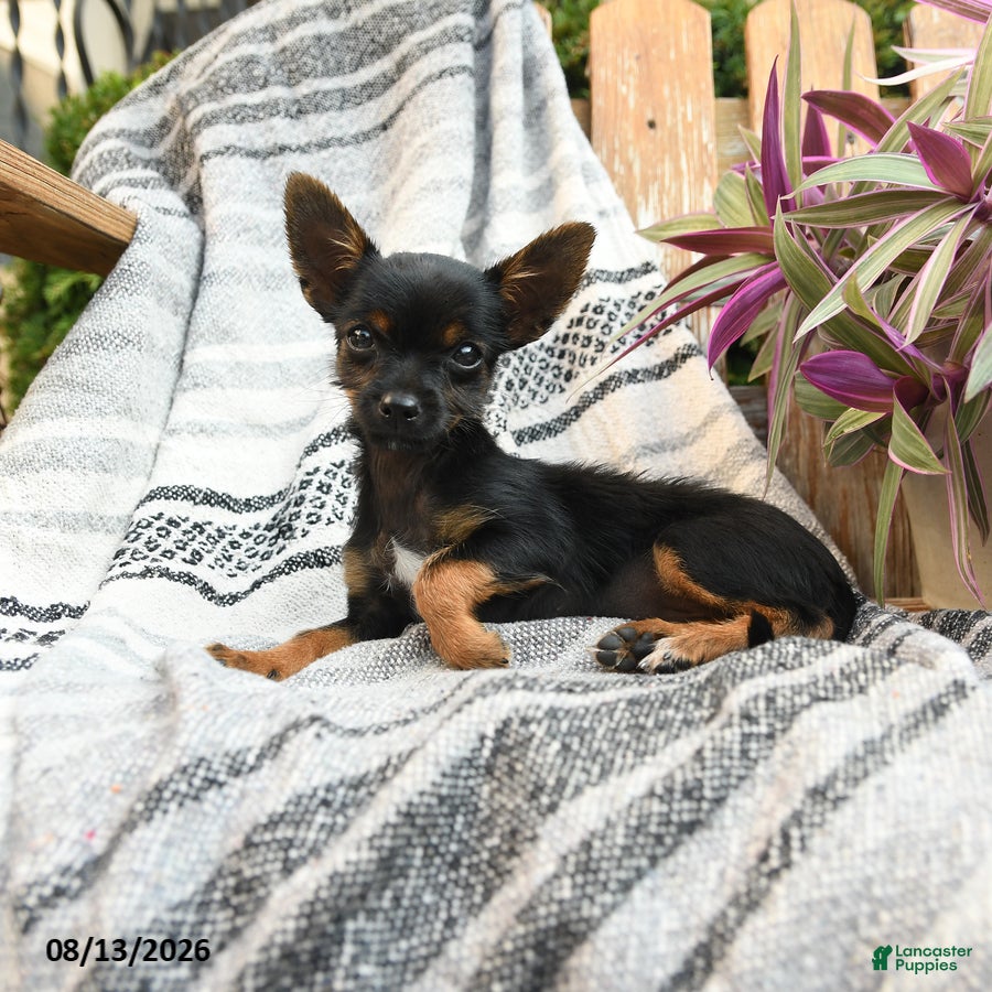 Mixed Breed dogs for sale: Ashley - Ad 3