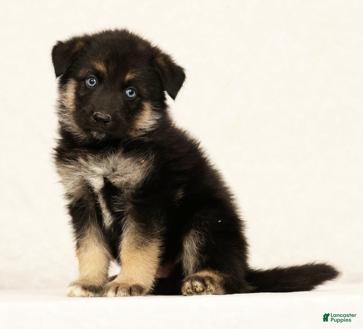 Gerberian Shepsky dogs Tito - Ad 1