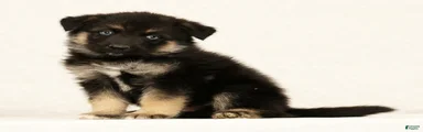 Tito