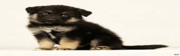 Gerberian Shepsky dogs for sale: Tito - Ad 1