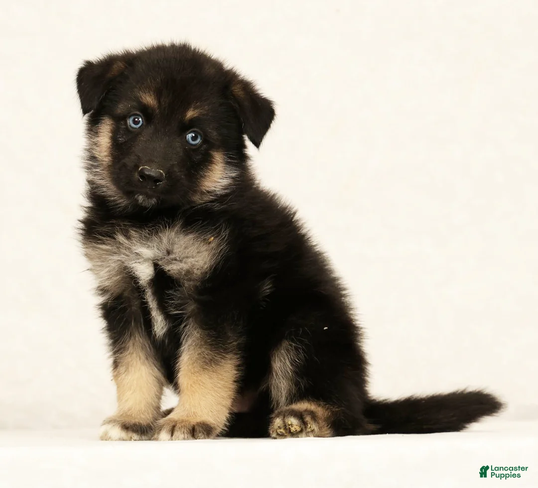 Gerberian Shepsky dogs for sale: Tito - Ad 1