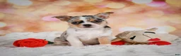 Chihuahua dogs for sale: Beatrix - Ad 3