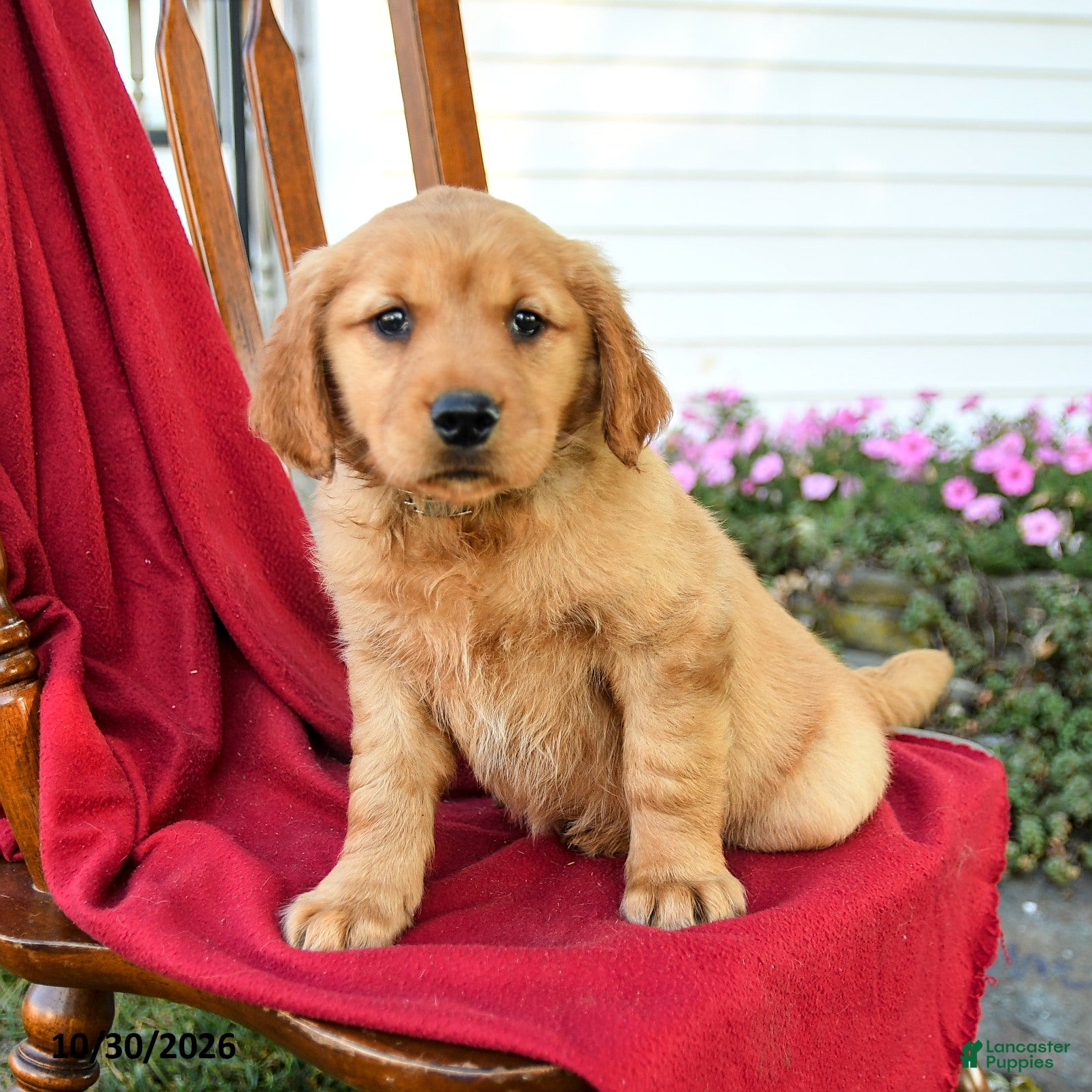 Golden Retriever dogs for sale: Bailey - Ad 2
