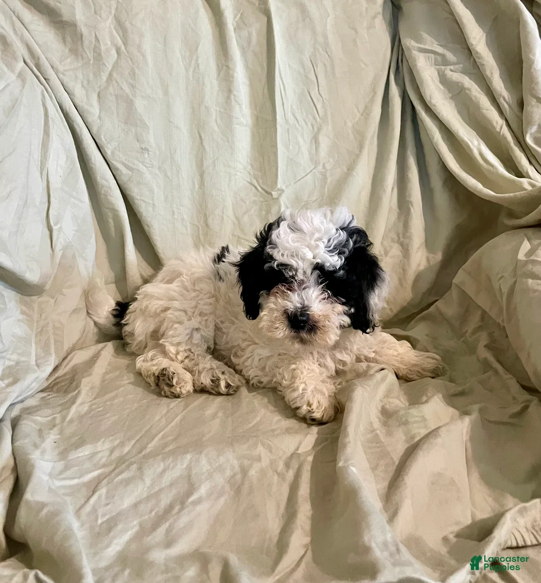Cockapoo dogs for sale: Patch - Ad 4