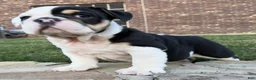 English Bulldog dogs for sale: Marley - Ad 9