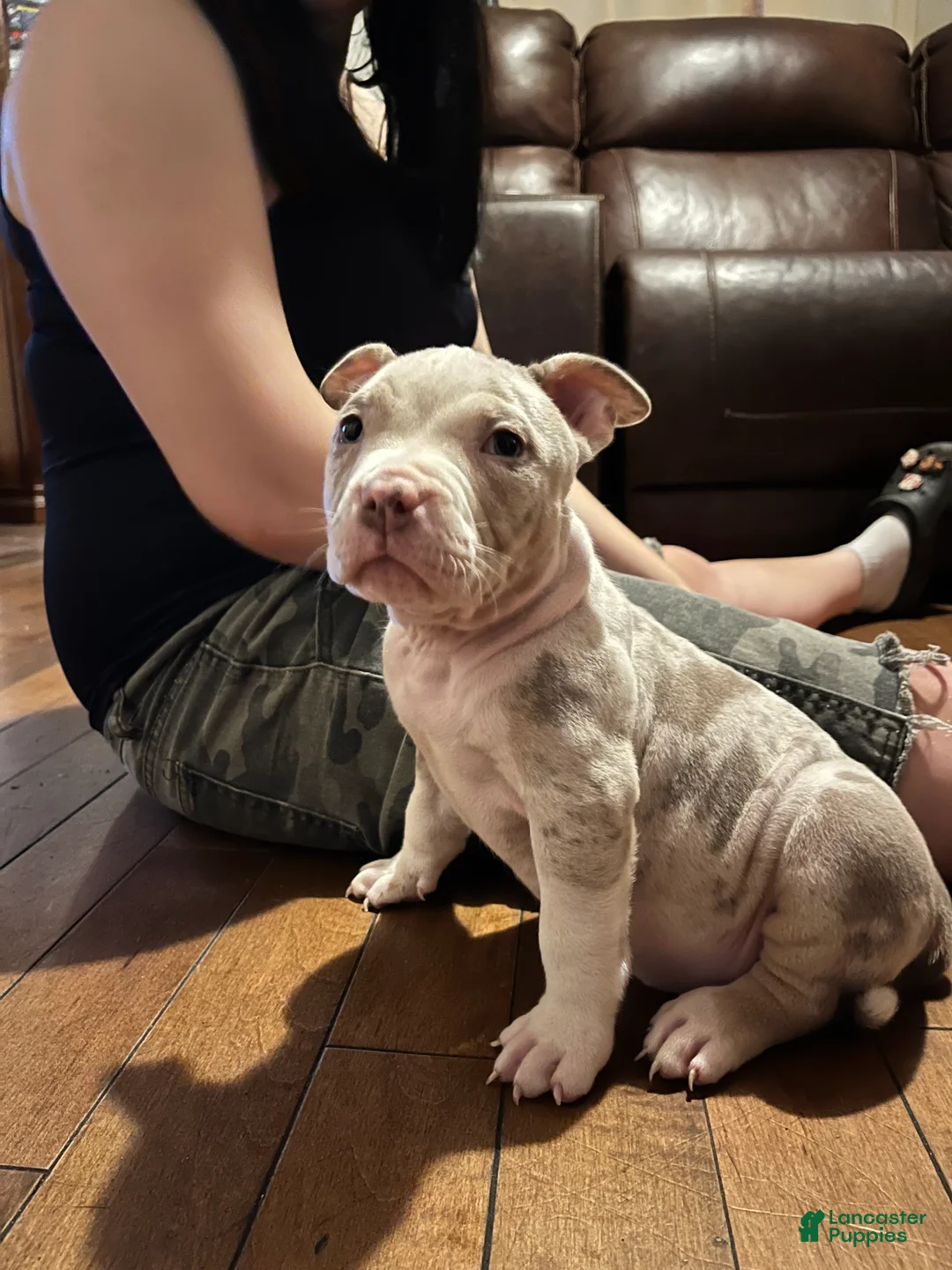 American Bully dogs for sale: American Bully 2 - Ad 2