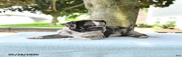 Mixed Breed dogs for sale: Harmony - Ad 10