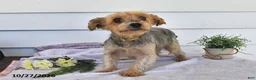 Morkie dogs for sale: Macey  - Ad 6