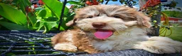 Havapoo dogs for sale: Domino - Ad 3