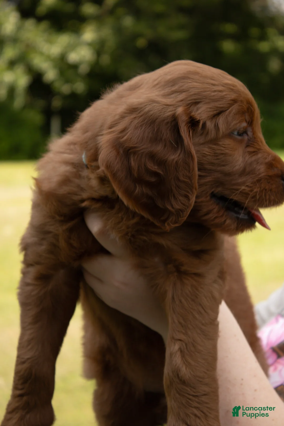 Goldendoodle dogs for sale: Goldendoodle 1 - Ad 2