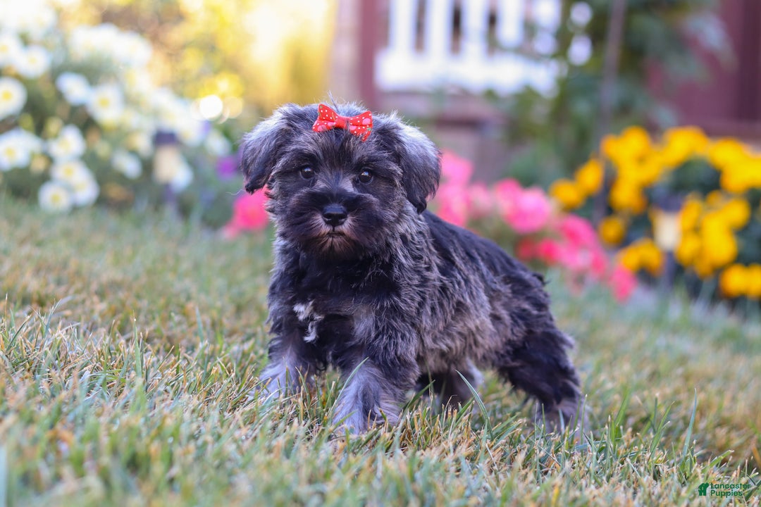 Miniature Schnauzer dogs for sale: Millie - Ad 8