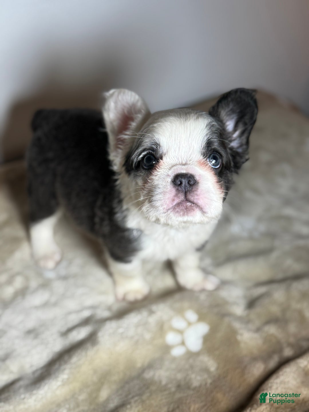 French Bulldog dogs for sale: Mcgregor  - Ad 3
