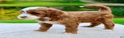 Mini Goldendoodle dogs for sale: Cannoli-petite  - Ad 6