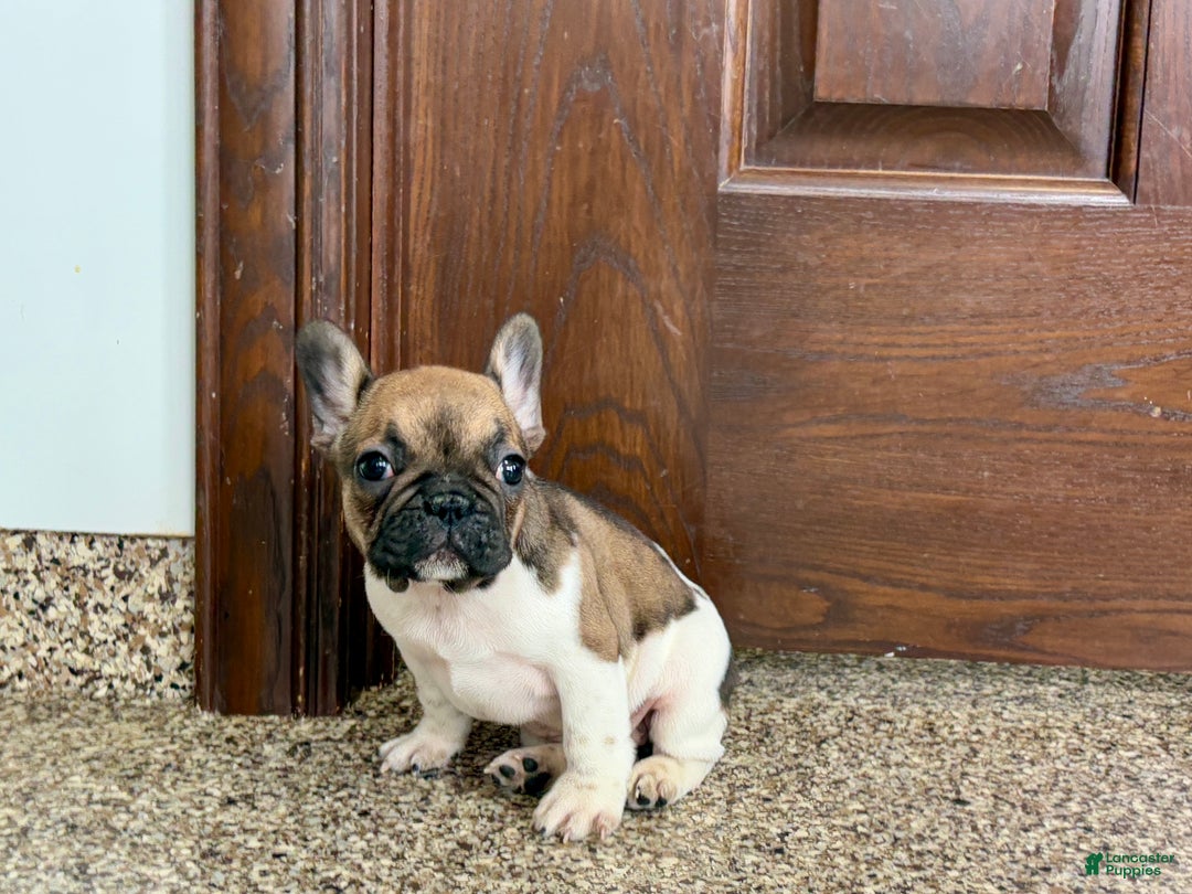 French Bulldog dogs for sale: French Bulldog Puppy 2 - Ad 3