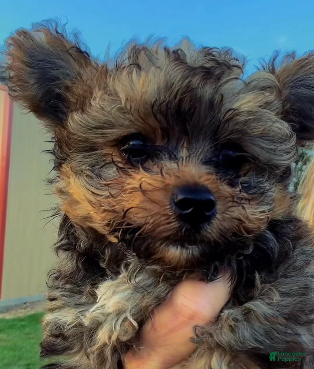 Mixed Breed dogs for sale: Mixed Breed Puppy 1 - Ad 2