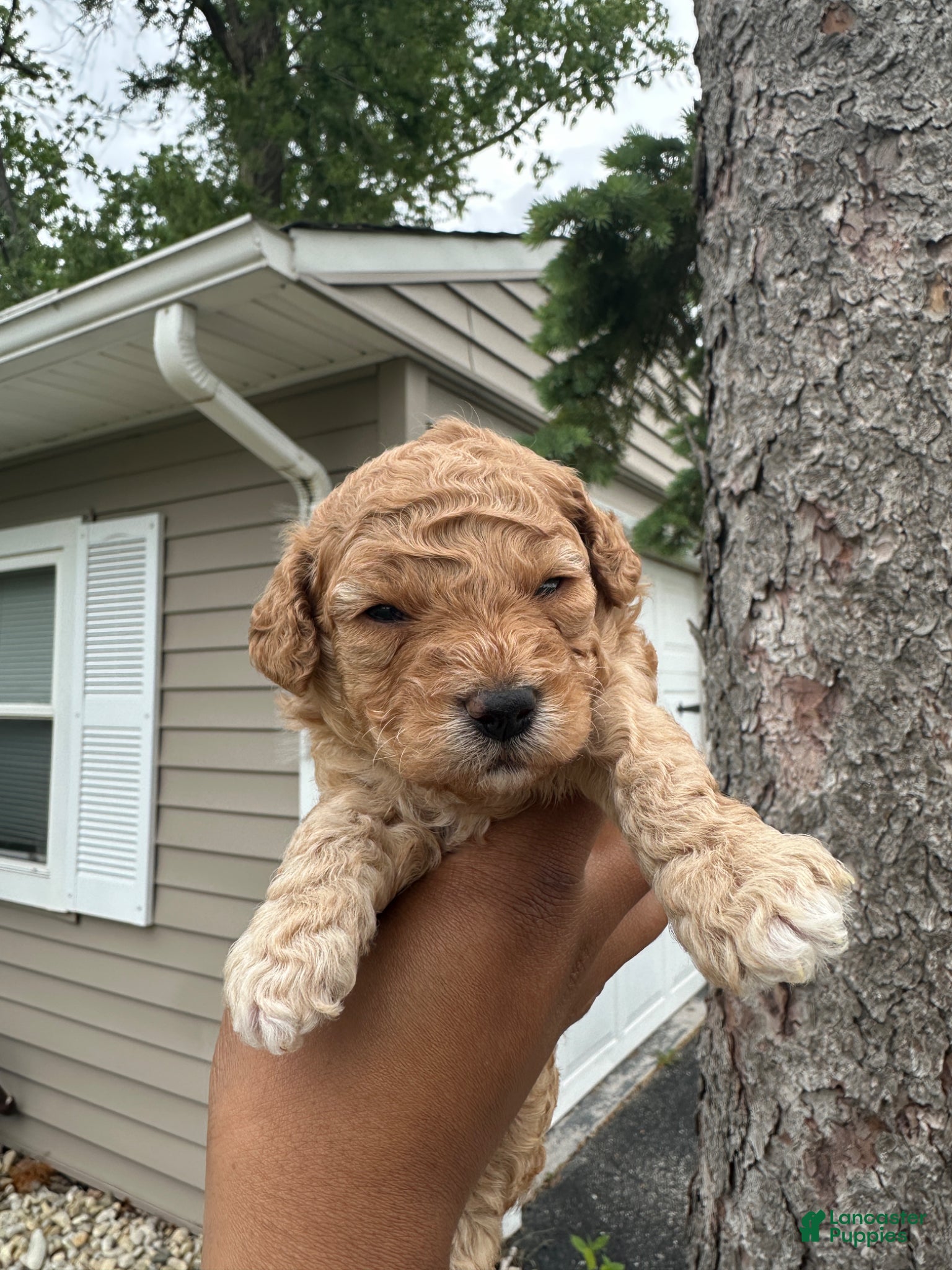Toy Poodle dogs Toy Poodle Scooby - Ad 2