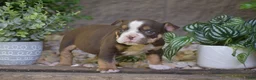 Olde English Bulldogge dogs for sale: Ava - Ad 4