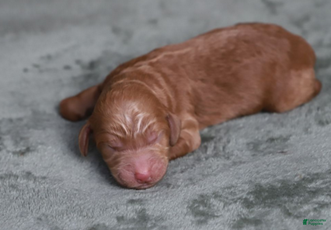 Goldendoodle dogs for sale: Orion - Ad 6