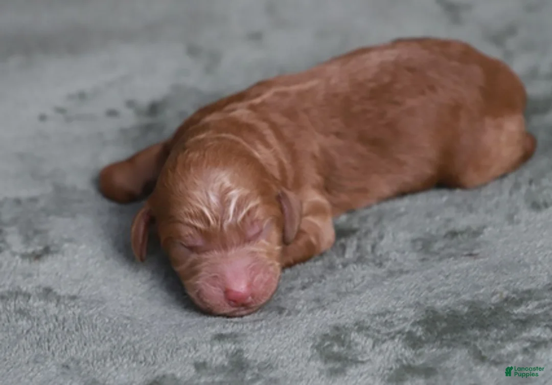 Goldendoodle dogs for sale: Orion - Ad 6