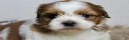 Shih Tzu dogs for sale: Niko - Ad 3