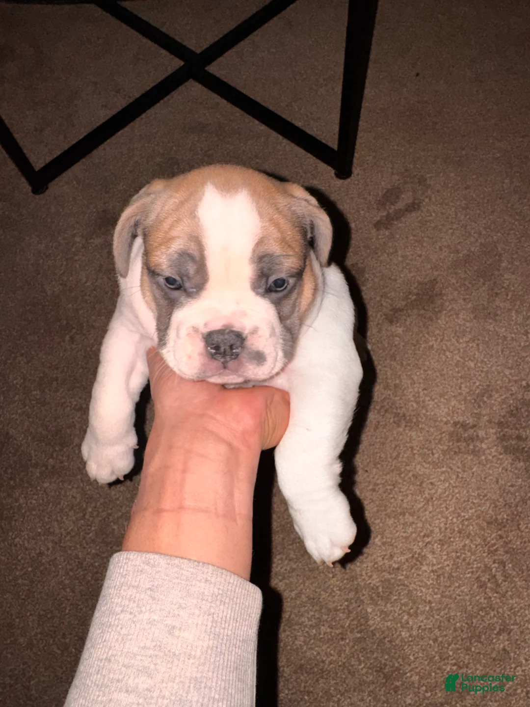 Mixed Breed dogs for sale: Brookie - Ad 1