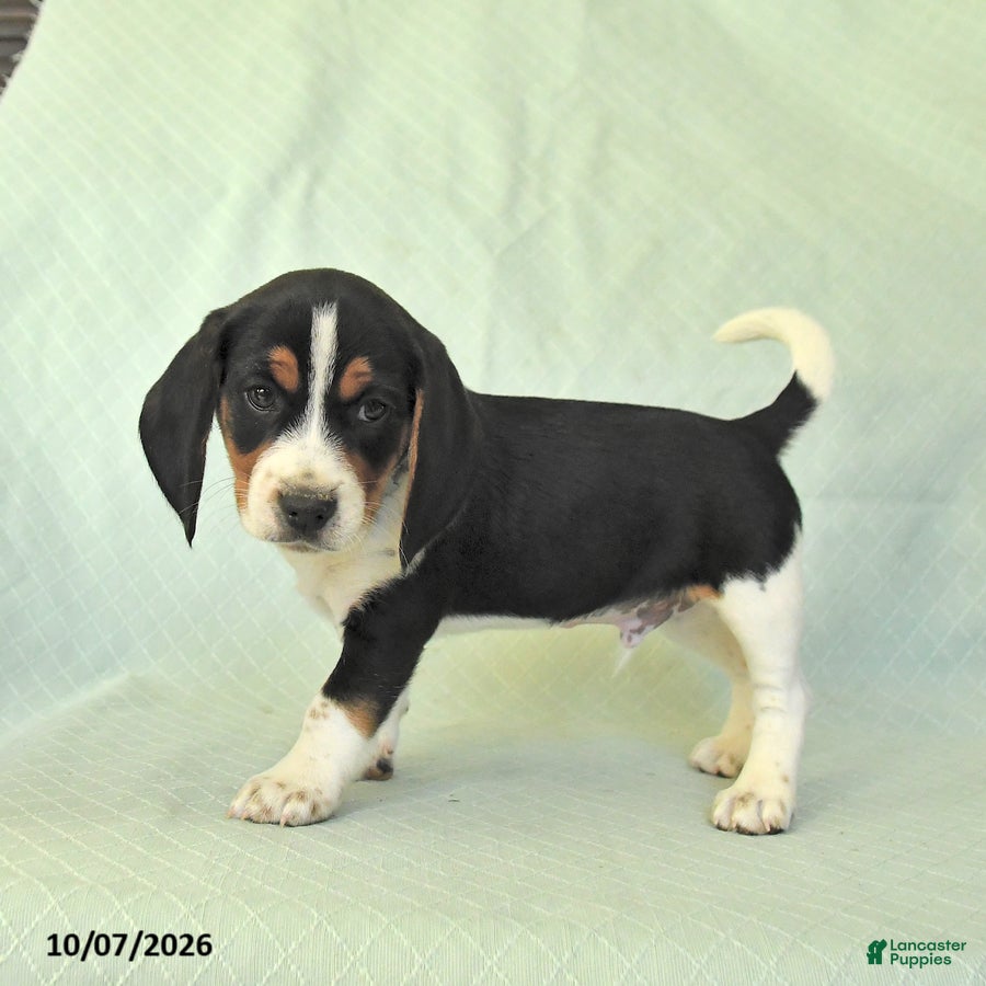 Beagle dogs York - Ad 2