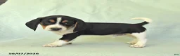 Beagle dogs for sale: York - Ad 2