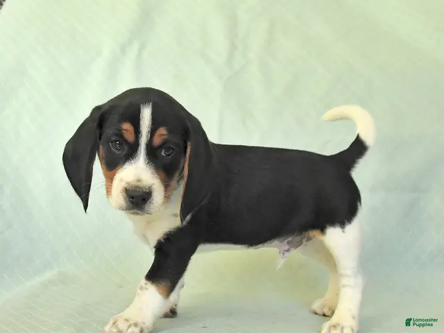 Beagle dogs York - Ad 2