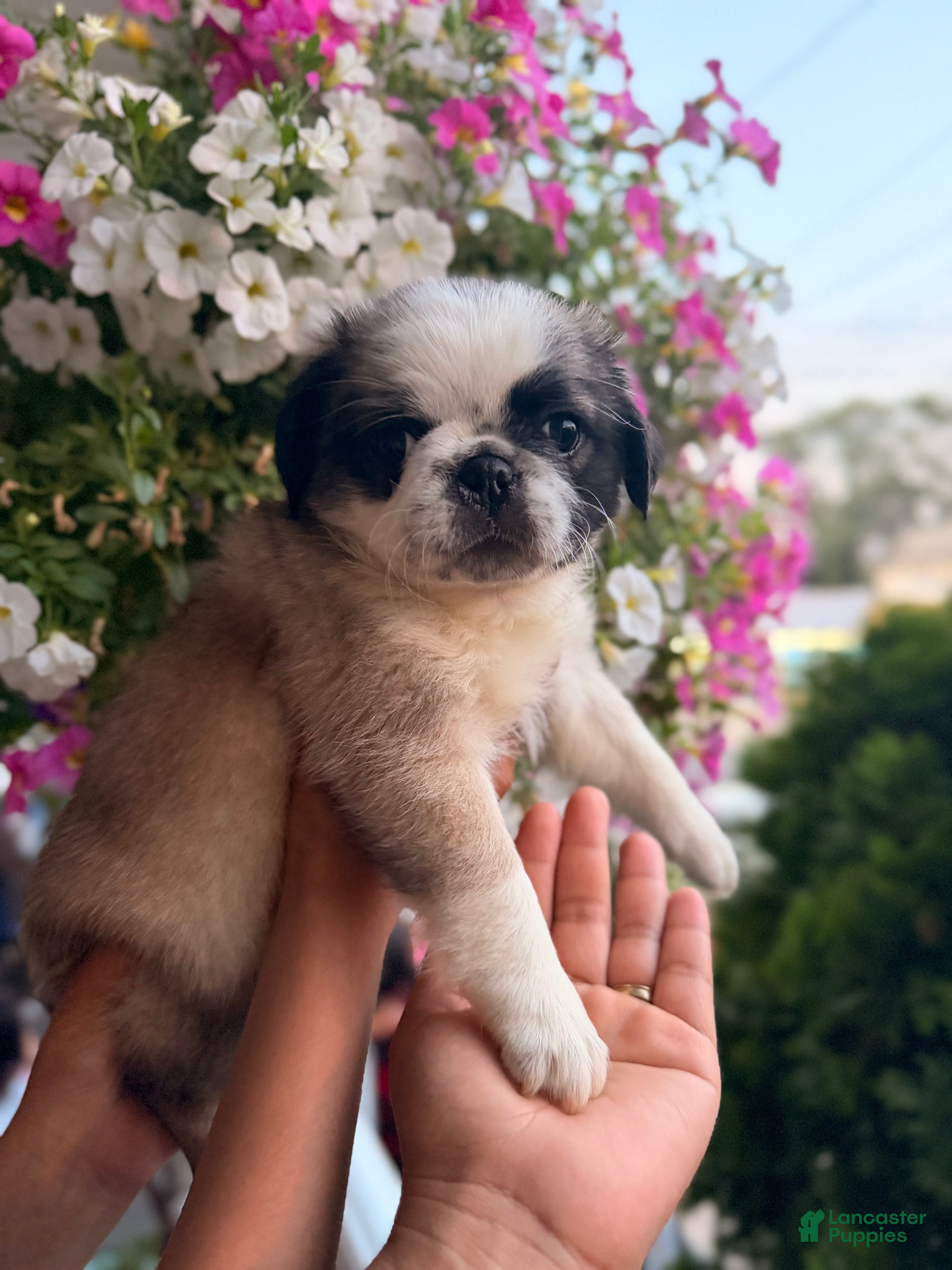Pug dogs Pug Puppy 6 Flora - Ad 1