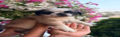 Pug Puppy 6 Flora
