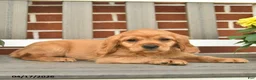 Miniature Golden Retriever dogs for sale: Bennet - Ad 8