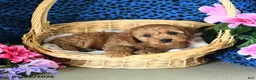 Cavapoo dogs for sale: Carol  - Ad 4