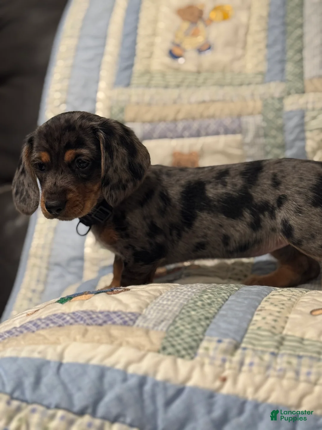 Mixed Breed dogs for sale: Mila  - Ad 2