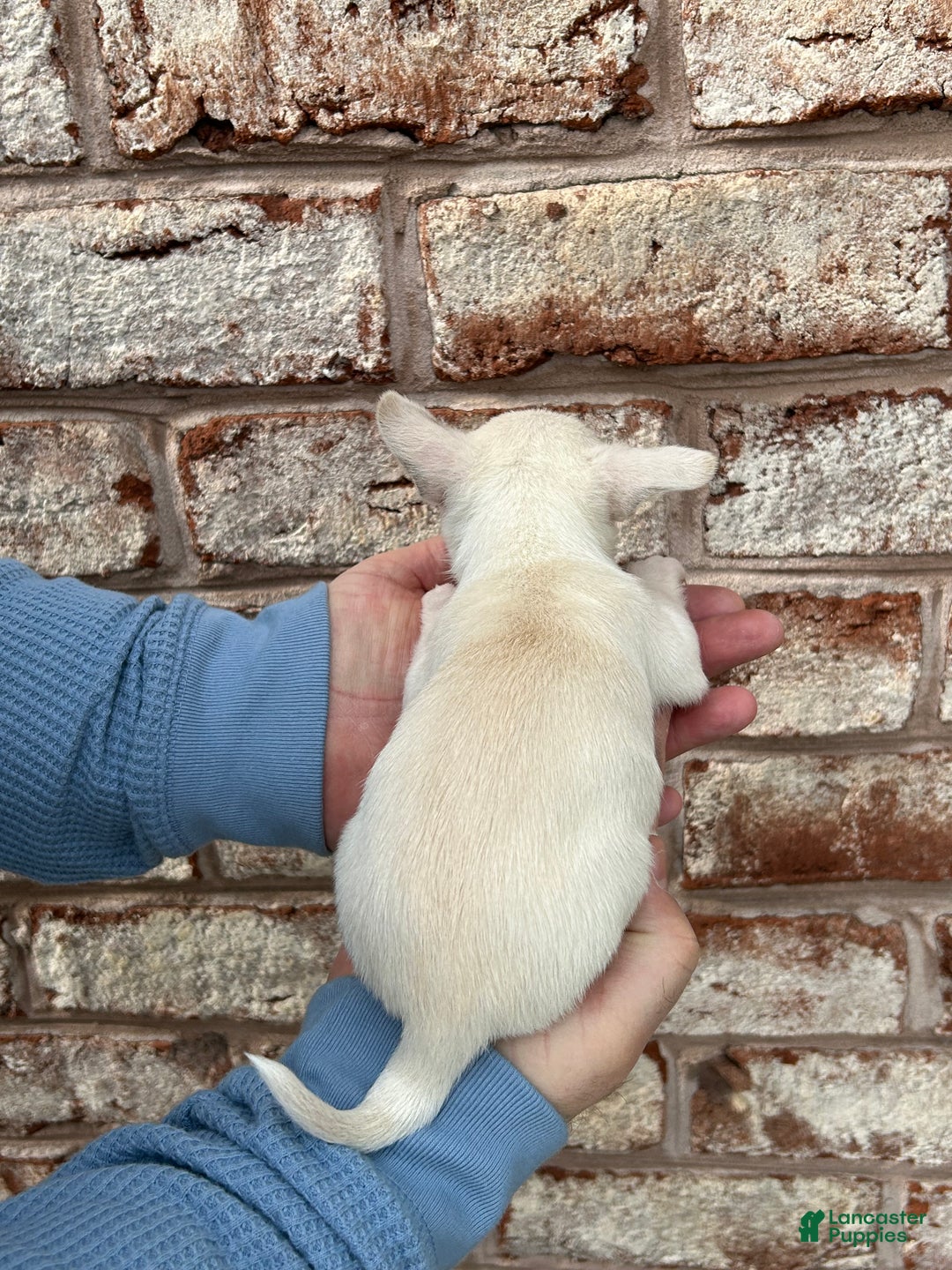 Chihuahua dogs for sale: Pixie - Ad 4