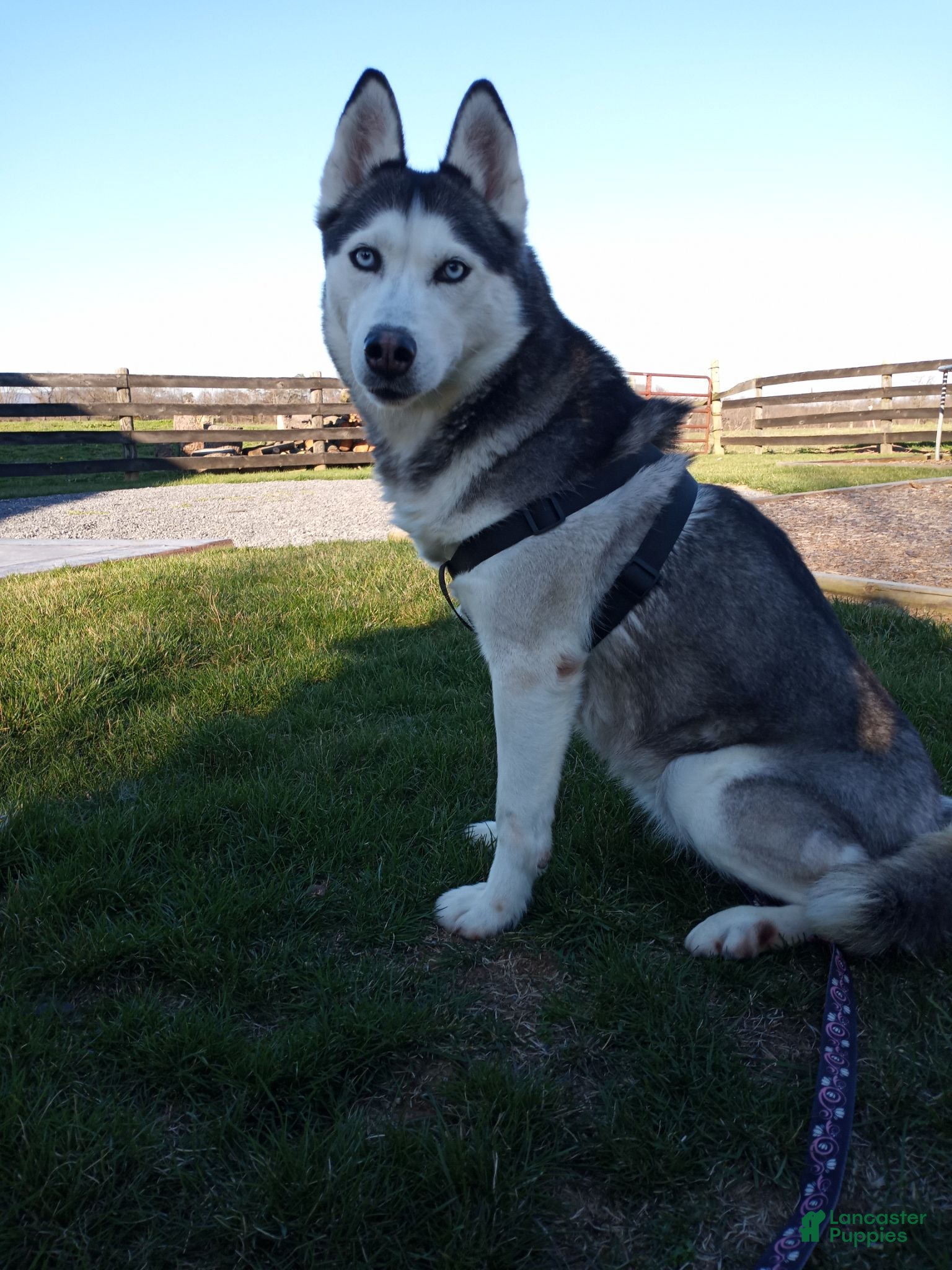 Siberian Husky dogs Everest - Ad 1