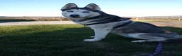 Siberian Husky dogs for sale: Everest - Ad 1