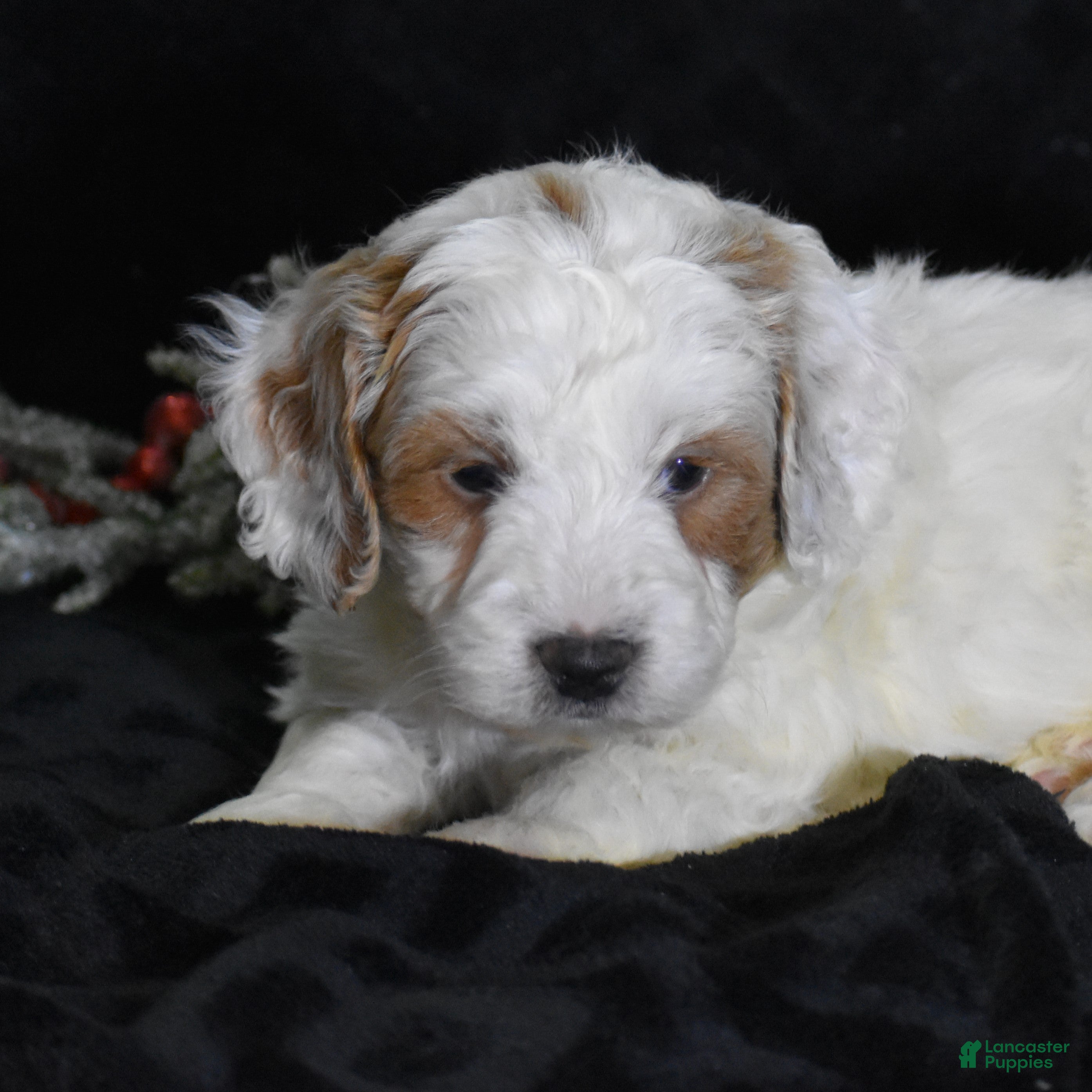 Mini Goldendoodle dogs Gordy - Ad 1