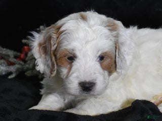 Mini Goldendoodle dogs Gordy - Ad 3