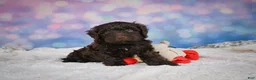 Mini Goldendoodle dogs for sale: Jake - Ad 11