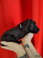 Standard Poodle Puppy 1