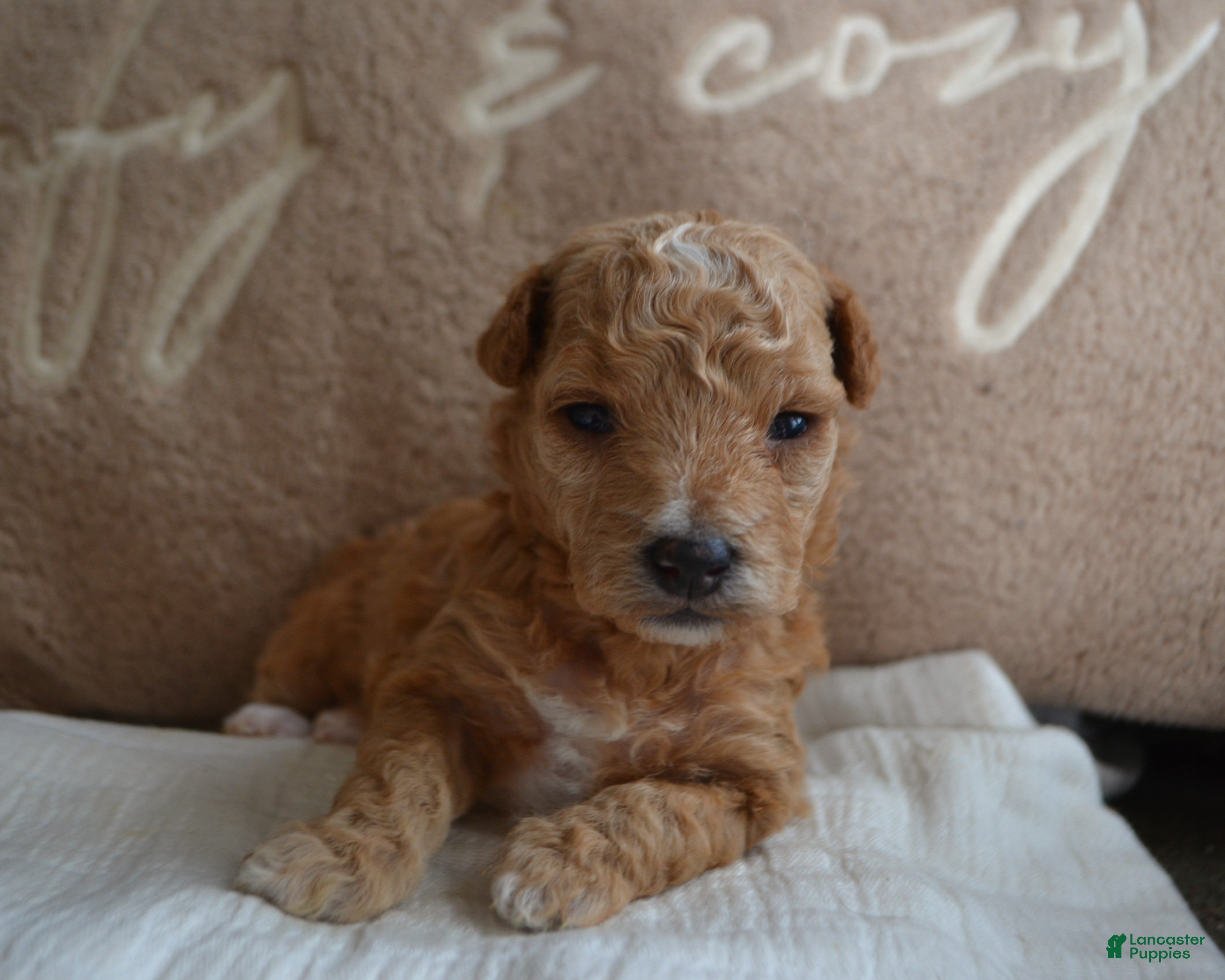 Maltipoo dogs Ginger - Ad 2