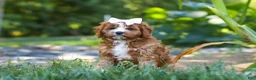 Cavapoo dogs for sale: Liberty - Ad 5