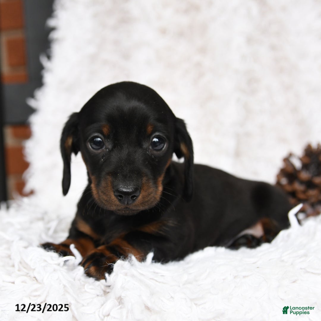 Miniature Dachshund dogs for sale: Sundae - Ad 4