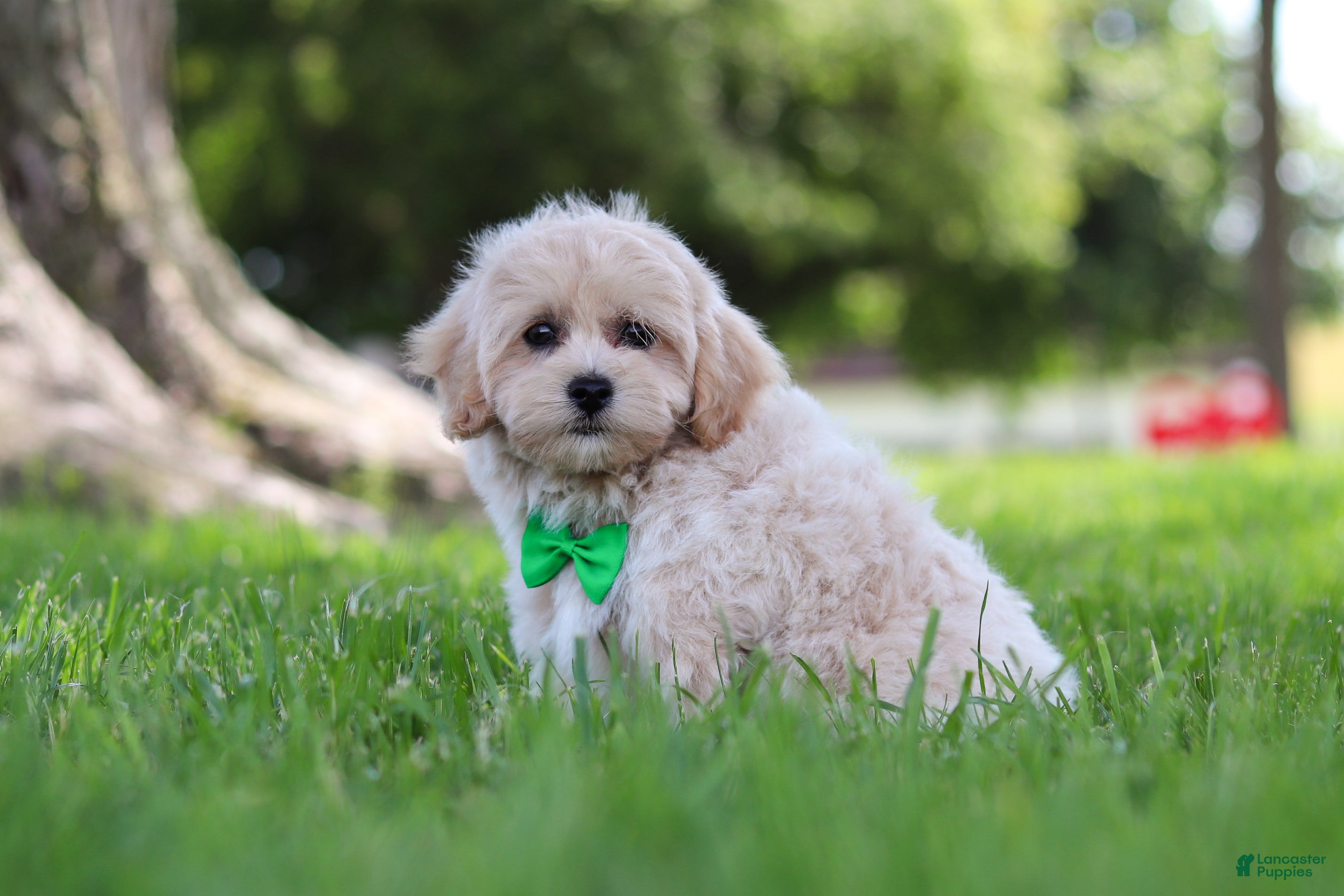 Maltipoo dogs Karl - Ad 2