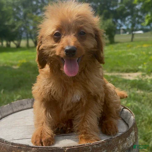 Mini Goldendoodle dogs for sale: Nathan - Ad 29